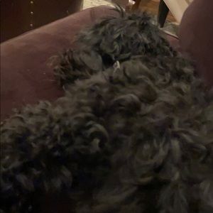 Meet your Posher, Kane